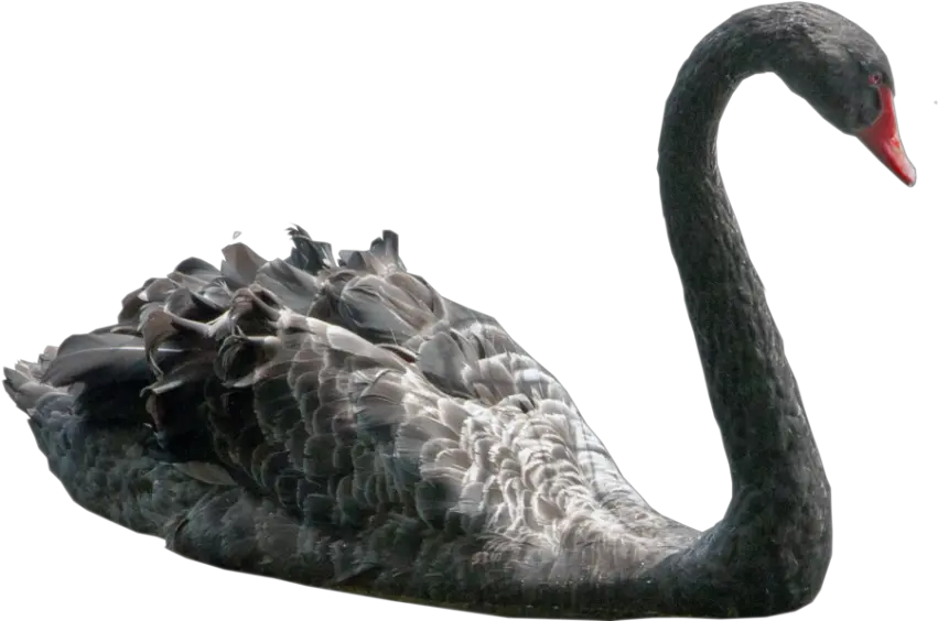 Black Swan Png Photo 957 Free Png Download Image Png Black Swan Without Background Swan Png