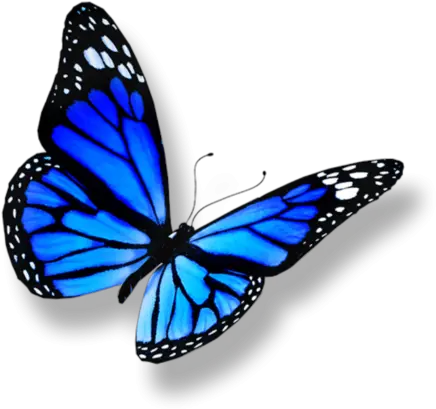 Cropped Red And Yellow Butterfly Png Butterflies Transparent