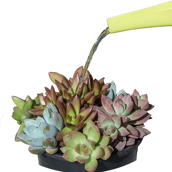 Will Learn A Lot About Your Succulents Flowerpot Png Succulents Png