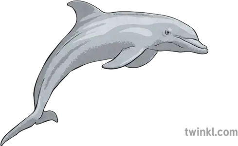 Bottlenose Dolphin Illustration Twinkl Common Bottlenose Dolphin Png Dolphin Png