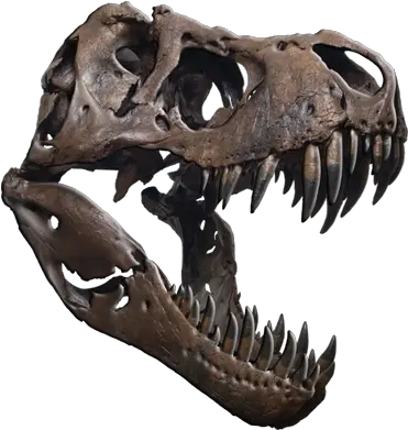 T Rex Tyrannosaurus Rex Skull Png Trex Png