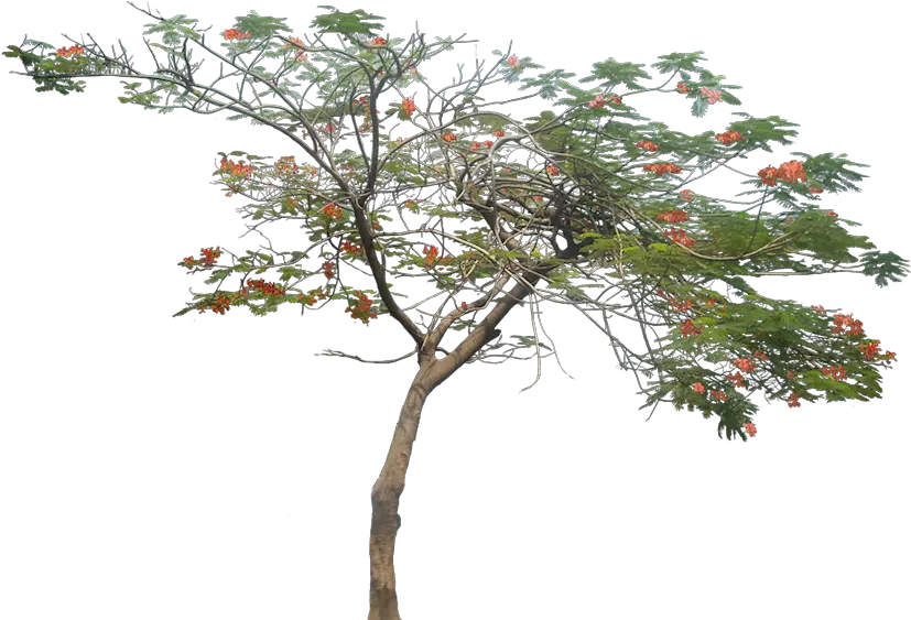Gulmohar Tree Png Image Architecture Tree Png Tropical Tree Png