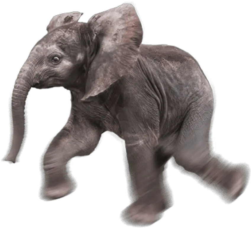 Baby Elephant Transparent Background Baby Elephant Transparent Background Png Elephant Transparent Background