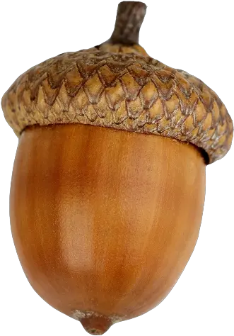 Dried Acorn Png Download Image Acorn On White Background Acorn Png