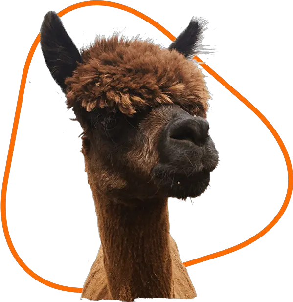 About Us Oakmere Alpacas Alpaca Png Alpaca Png