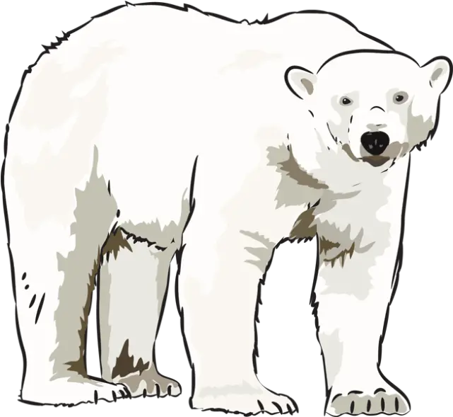 Habitat Drawing Polar Bear Transparent U0026 Png Clipart Free Polar Bear Black And White Polar Bear Png