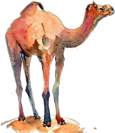 Camel Sticker By Animal Figure Png Camel Transparent Background