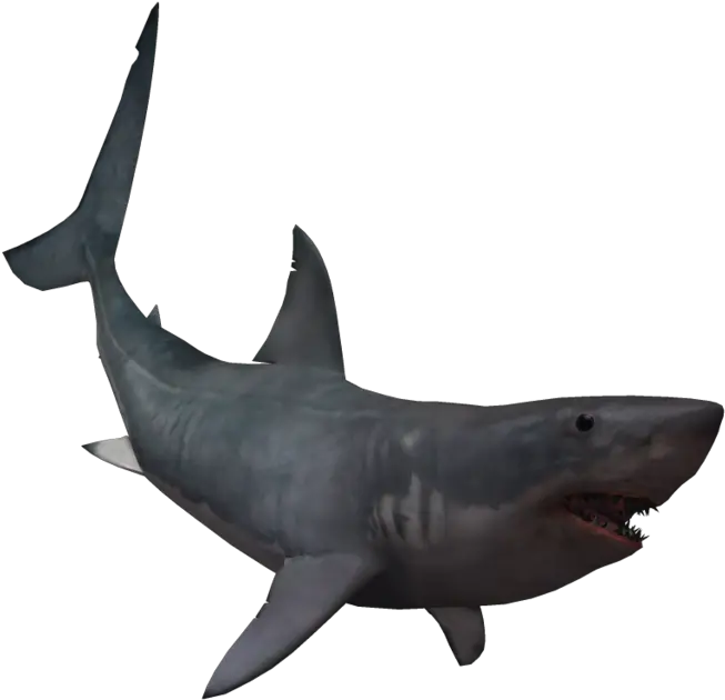 Download Drawing Shark Real Svg Library Giant Great White Shark Png Shark Transparent Background