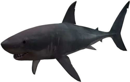 Shark Png Hd Vcetor Transparent Background Image For Free