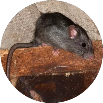 Rodents Brown Rat Png Mouse Rodent Icon