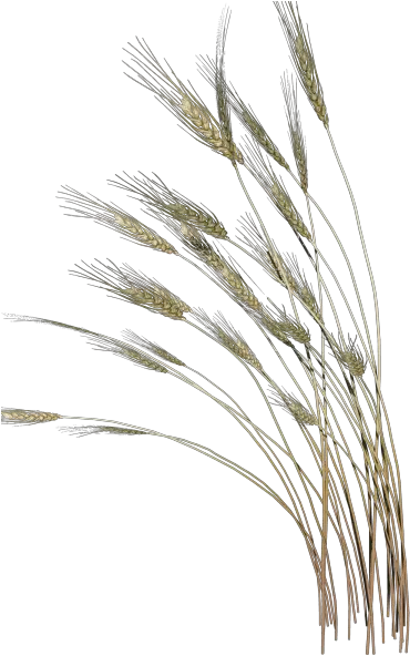 Picture Reed Png Reed Png