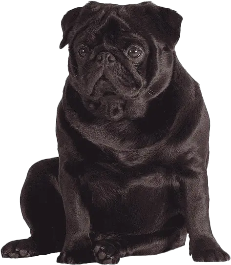 Pug Png Transparent Images Pug Png Pug Transparent