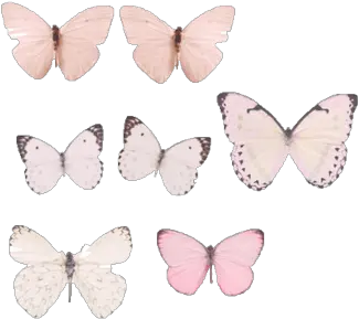 Collection Of Free Transparent Butterfly 1590589 Png Pastel Blue Butterflies Aesthetic Pink Butterfly Png