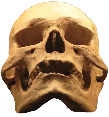 Cool Skull Clip Art Skull Png Human Skull Png