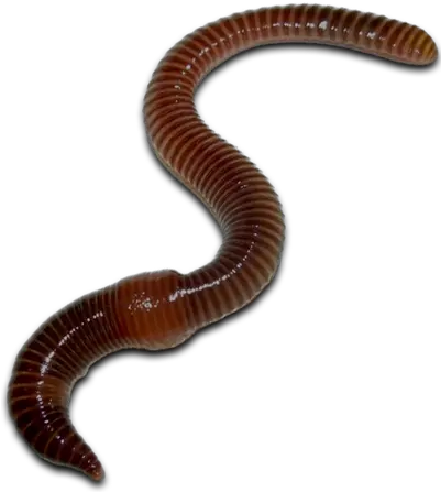 Worms Png Images Free Download Worms Png Worm Png