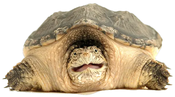Turtle Icon Snapping Turtle Clip Art Png Turtle Png