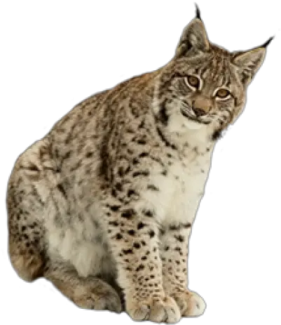 Download Free Png Lynx Image Lynx Png Lynx Png