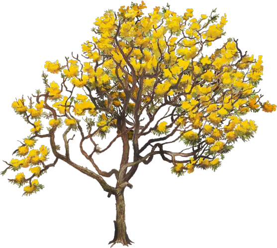 Download Aurea Tabebuia Tree Yellow Chrysantha Twig Clipart Tabebuia Png Twig Png