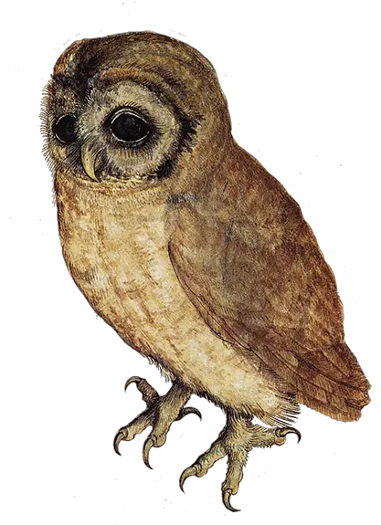 Download Owl Png Transparent Arbrecht Durer Owl Transparent