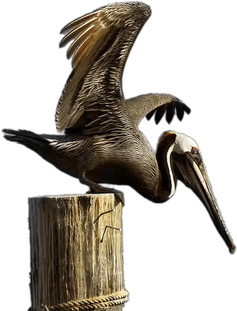 Brown Pelican Brown Pelican Png Pelican Png