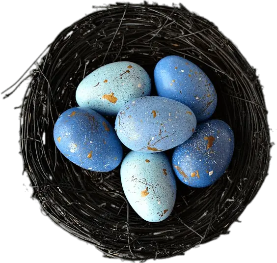 Nest With Blue Eggs Transparent Png Egg Nest Png