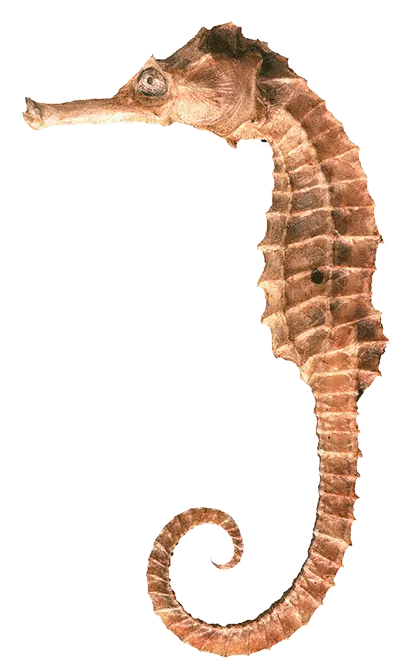 Download Seahorse Png Clipart Northern Seahorse Seahorse Png