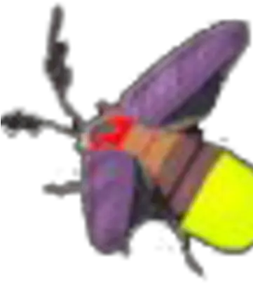 Sunset Firefly Insects Png Firefly Png