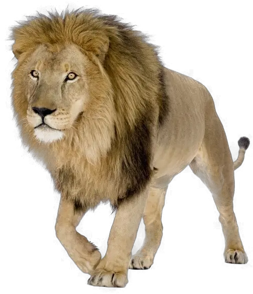 Lion Png Pic Background Lions Png Lion Png