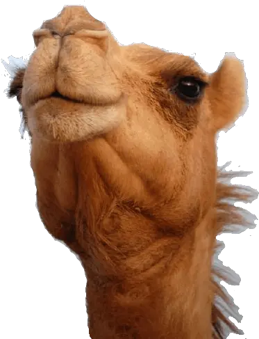 Camel Head Transparent Png Stickpng Animal Head Png