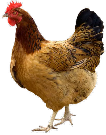 Hen Png Pic Giriraja Chicken Chicken Png