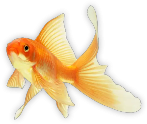 89 Goldfish Png Goldfish Transparent Background