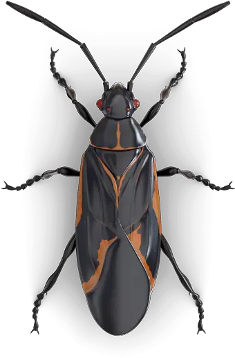 Bugs Png Free Background