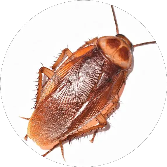 What Pest Is This Boot Cockroach Png Cockroach Png