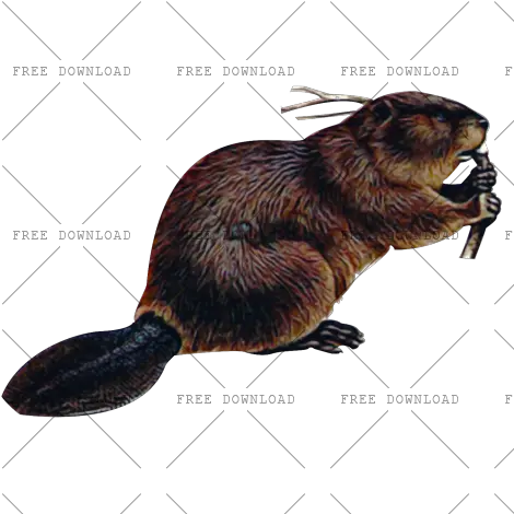 Png Image With Transparent Background Beaver Png Rat Transparent