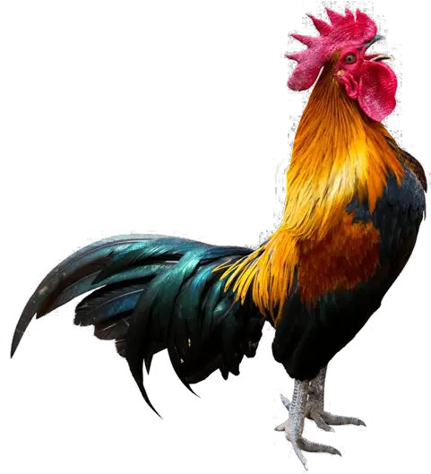 Rooster Transparent Background Png Rooster Crowing Rooster Png
