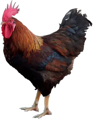 Rooster Png Images Cock Png Rooster Png