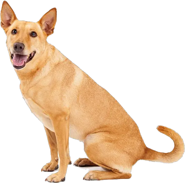 Download Dingo Sitting Png Image For Free Carolina Dog Dog Sitting Png