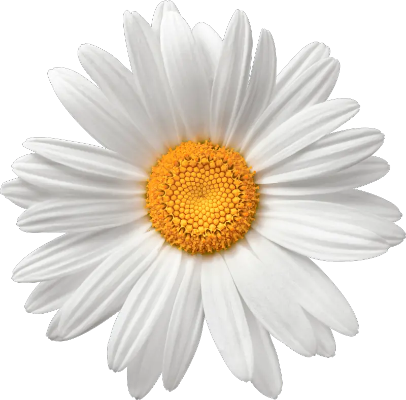 Chamomile Flower Background Png Image Daisy Flower Png Transparent Flower Background Png