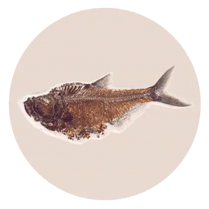 Living Fossil An Overview Types And Examples Of Living Fossils Fossil Of A Fish In Water Png Fish Fossil Icon