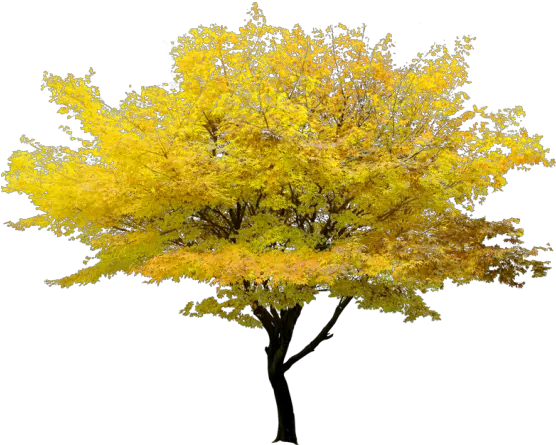 Twig Tree Maple Yellow Free Clipart Hd U2013 Png Images Transparent Background Maple Tree Png Twig Png