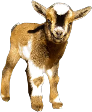 Nigerian Dwarf Goats Nigerian Dwarf Goat Png Goat Transparent Background