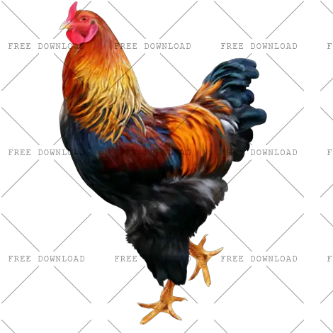 Cock Chicken Rooster Png Image With Rooster Rooster Png