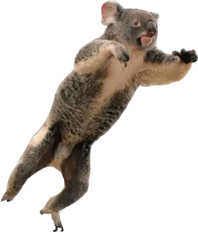 Koala Transparent Png Clipart Free Boar Koala Transparent