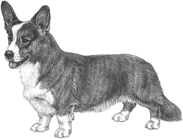 Welsh Corgis Get A Grihp Breedspecific Health Reports Pembroke Welsh Corgi Png Corgi Png