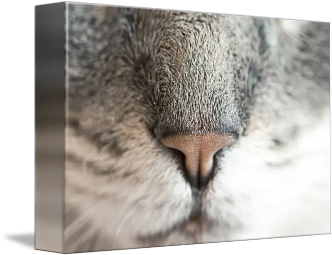 Cats Nose By Kevin G Boca Y Nariz De Gato Png Cat Nose Png