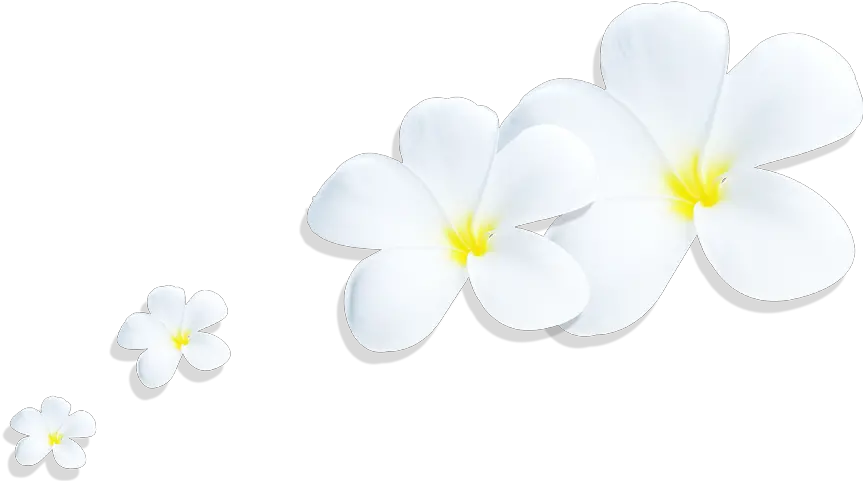 Download Plumeria Png Full Size Png Image Pngkit Lovely Plumeria Png