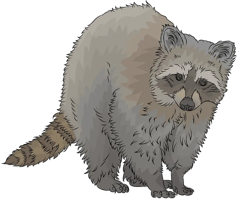 Raccoon Clipart Free Download Transparent Png Creazilla Domestic Cat Raccoon Transparent