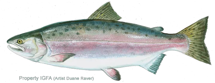 Pink Salmon Png U0026 Free Salmonpng Transparent Images Does A Pink Salmon Look Like Salmon Png