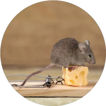 Rodents House Mice Png Mouse Rodent Icon