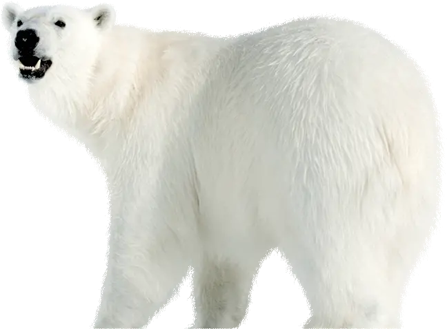 Save The Arctic Your Actions Make A Difference Polar Bear Png Polar Bear Transparent Background